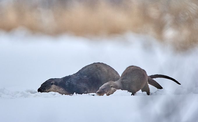 Kalale! Saarmad liiguvad puhkepesast jõele