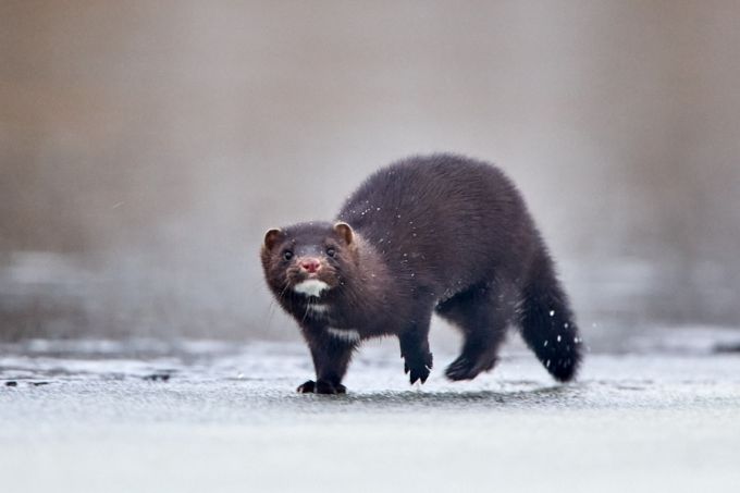 Mink