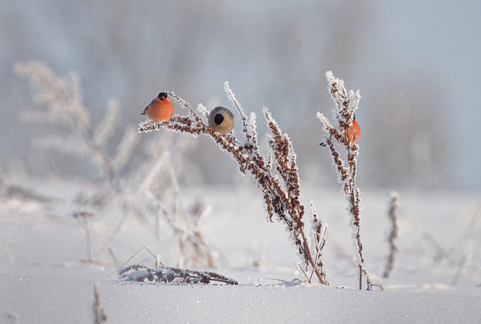 Leevikesed söövad oblikaseemneid