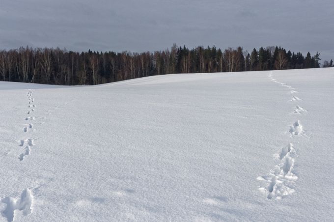 Metskitserajad. Otepää kõrgustik