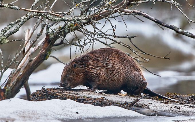 Kobras jääpangal. Soomaa 