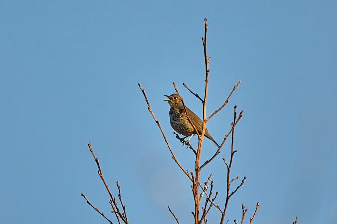 Laulurästas 