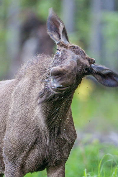 Sääsesuvi