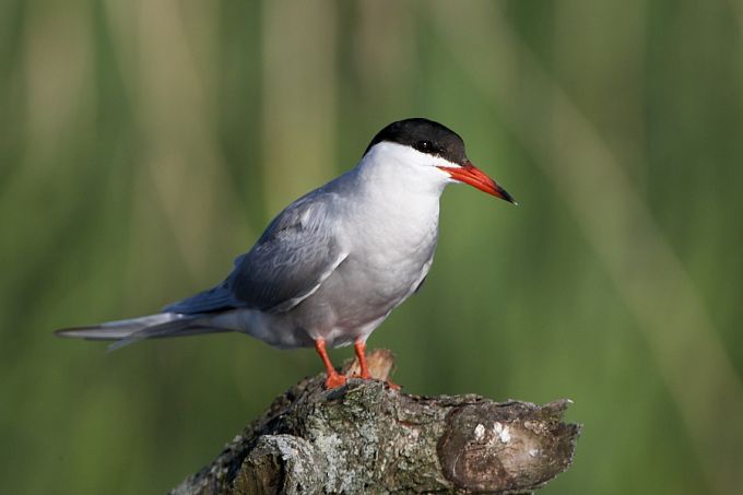 Jõgitiir