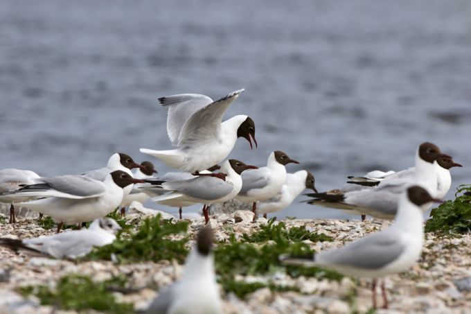 Naerukajakate kevadine välimik