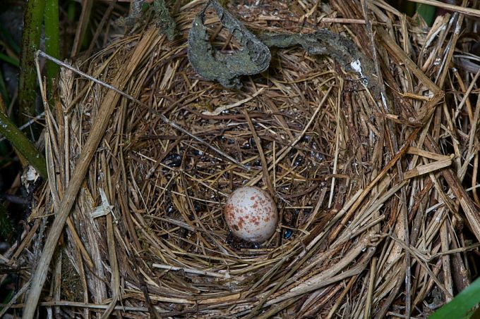 Punaselg-õgija pesa pärast poegade väljalendu