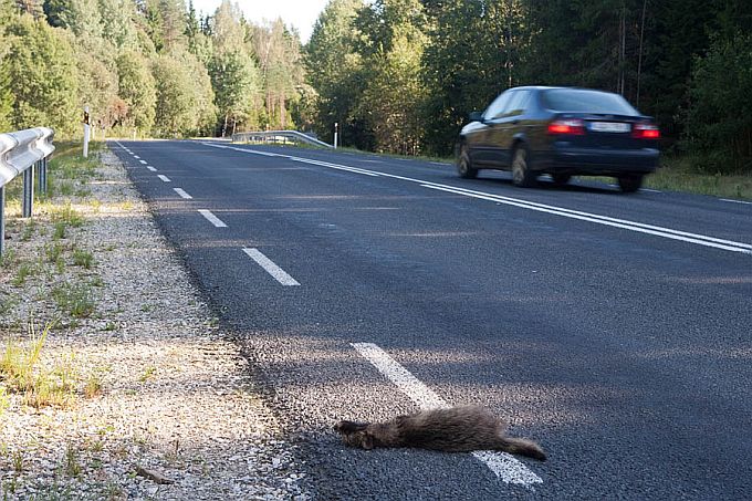 Kährikulaip maanteel