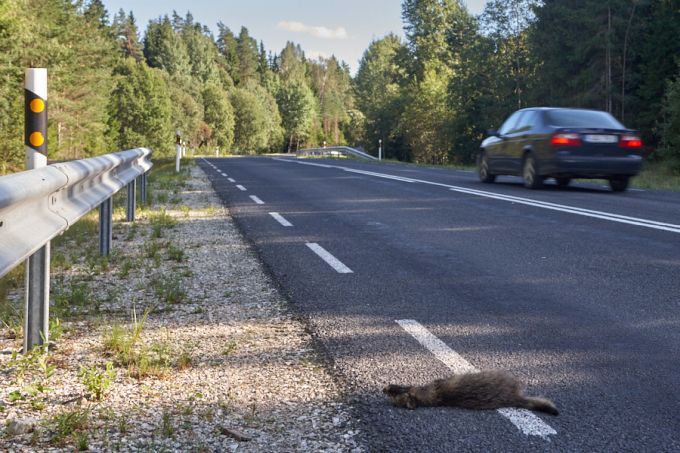 Kährikulaip maanteel