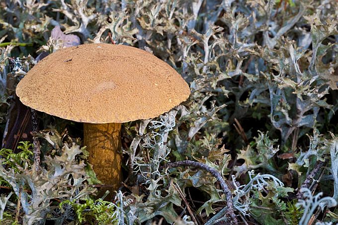 Islandi käokõrv ja liivatatik