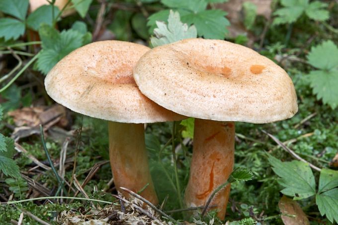 Kuuseriisikas 