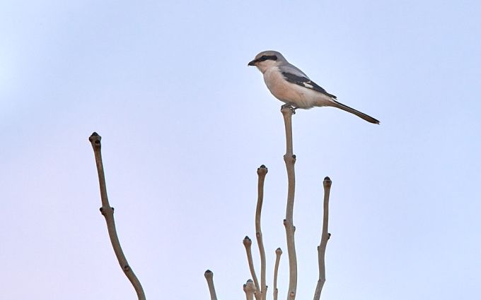 Hallõgija 