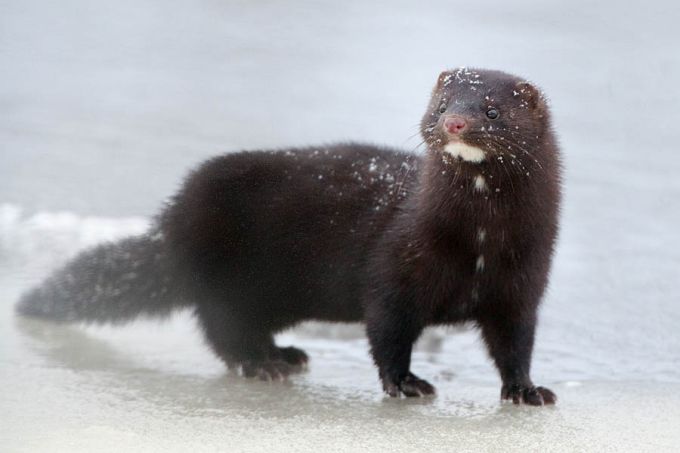 Mink