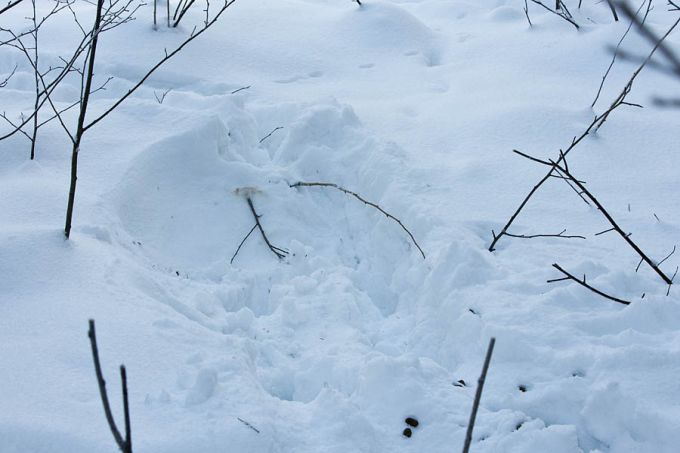 Põdra lamamisase