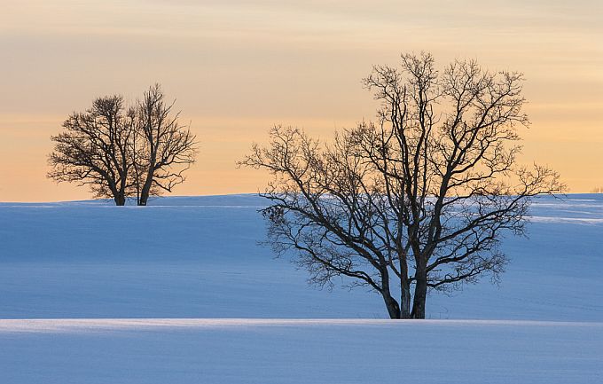 Karste tammed. Otepää kõrgustik