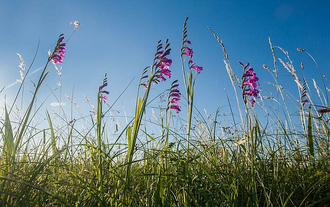 Rannaniit kuremõõkadega