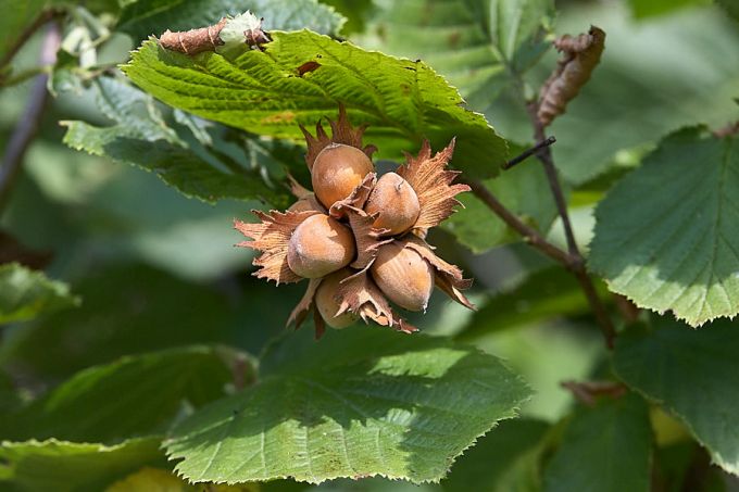 Sarapuupähklid