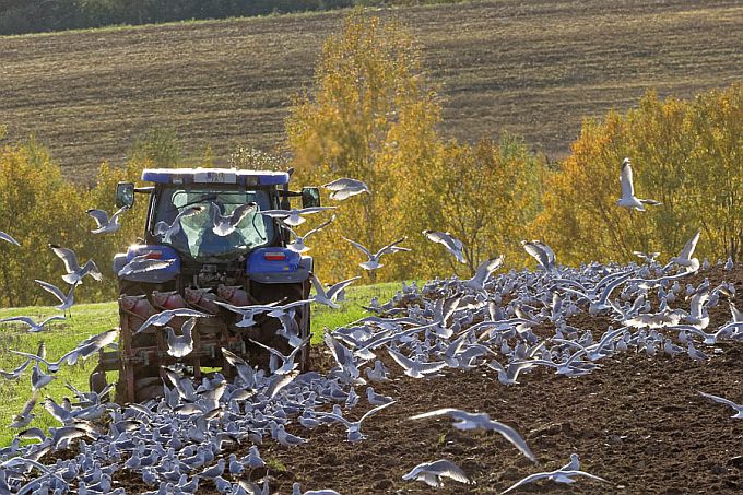 Kalakajakad põllul. Sügiskünd Elistveres