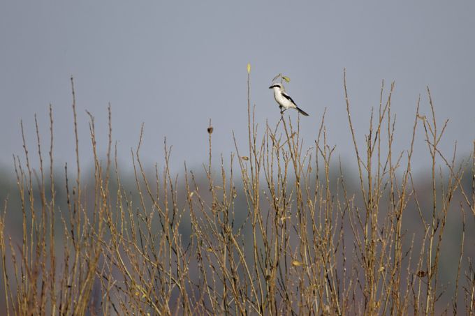 Hallõgija