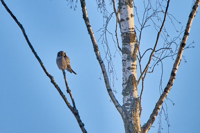 Vöötkakk 