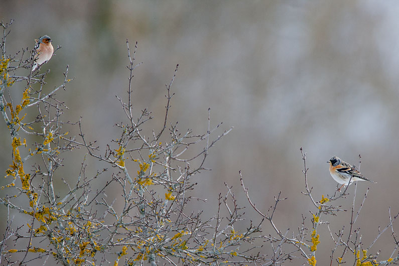 Metsvint ja põhjavint