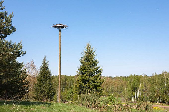 Valge-toonekurele paigaldatud tehispesa