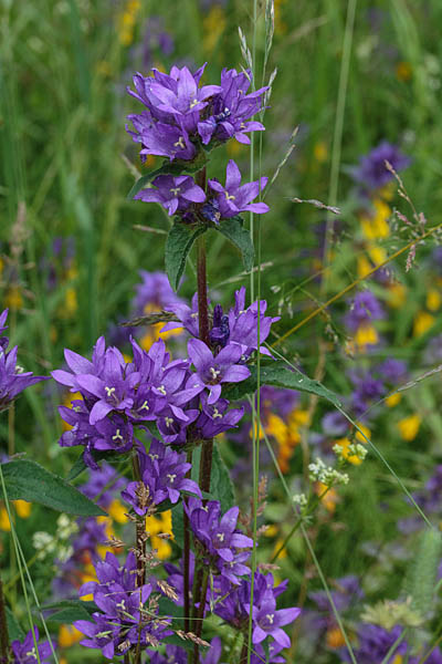 Kerakellukas