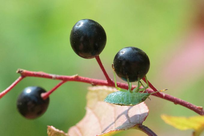 Lutikas toomingamarjal