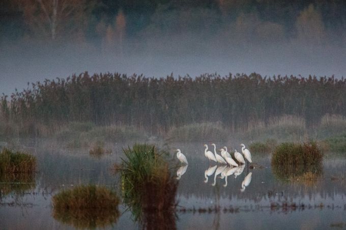 Hõbehaigrud 