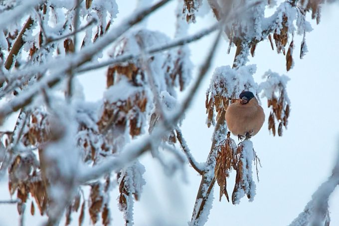 Leevike sööb saare seemneid