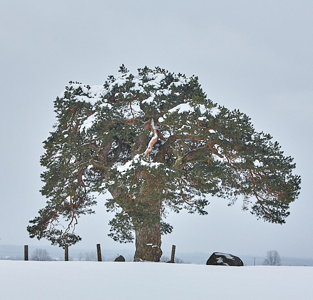 Laekvere mänd