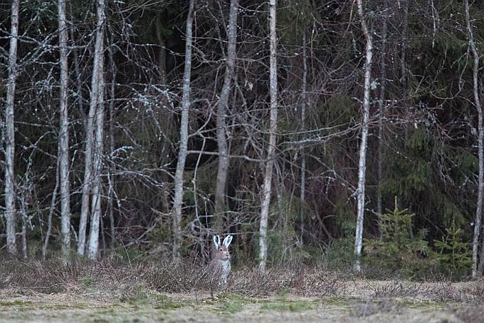 Valgejänes