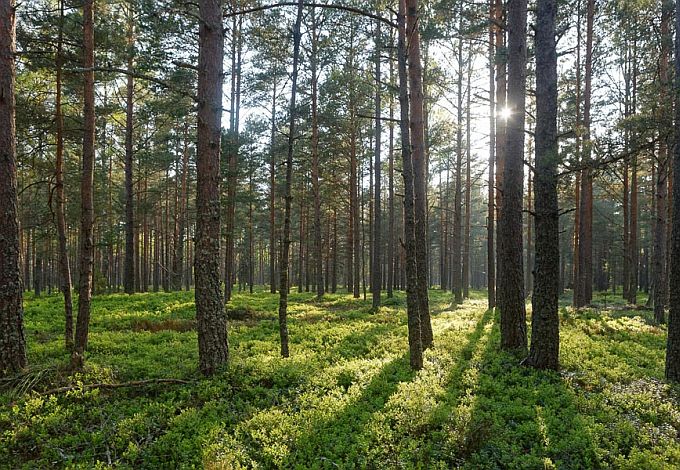 Mustikamännik