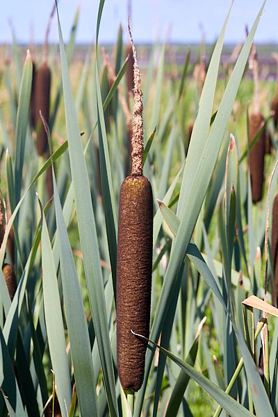 Laialehine hundinui 