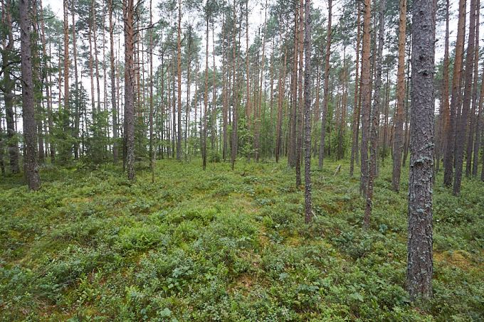 Rabamännik. Männikjärve raba