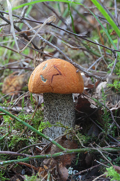 Pomerantspuravik