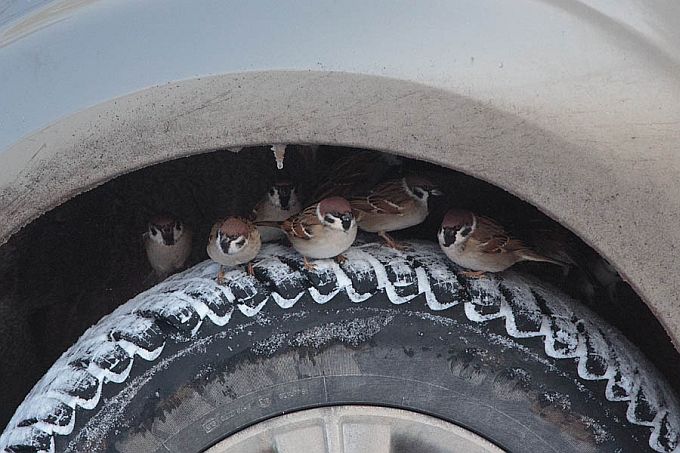 Varblased rattakoopas
