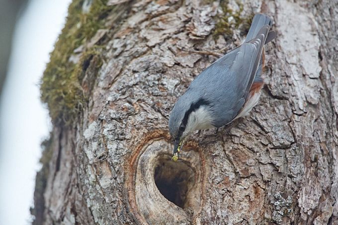 Puukoristaja pesa vahtraõõnsuses