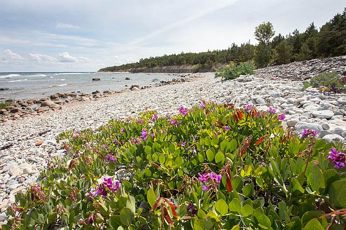 Kuriku pank. Saaremaa