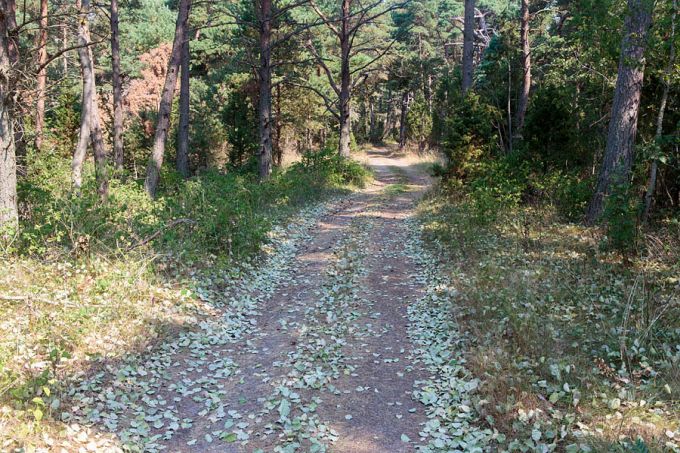 Suvepõuas langenud haavalehed