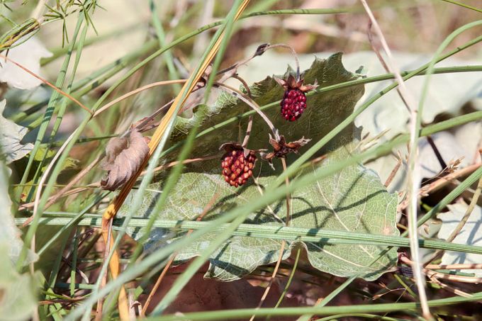 Põud. Metsmaasikad ja haavaleht