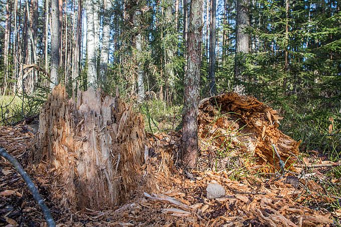 Musträhni lõhutud männikänd 