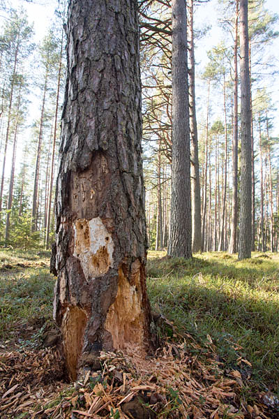 Musträhni toksimisjäljed