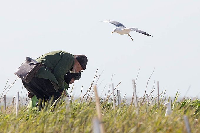 Lindude rõngastamine Kakrarahudel