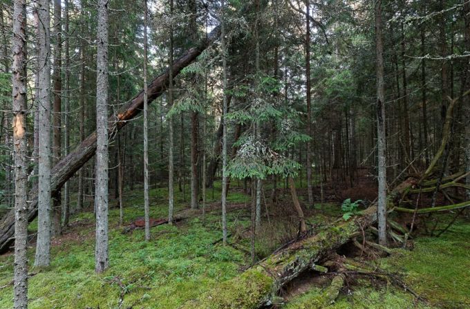 Laanekuusik Hiiumaal 