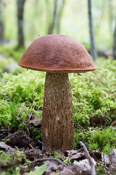 Pargipuravik
