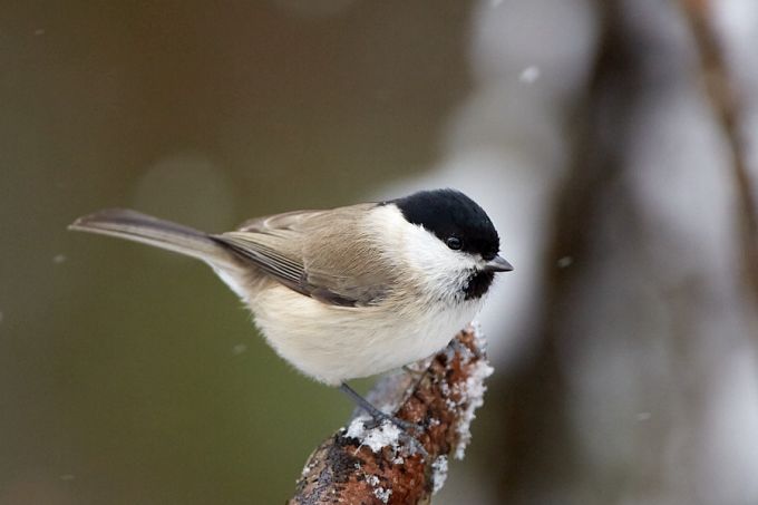 Salutihase heaks määramistunnuseks on ka pisike valge täpp nokatüvikul, mida näeb siiski vaid väga lähedalt vaadeldes või fotolt. Põhjatihase nokk on üleni süsimust
