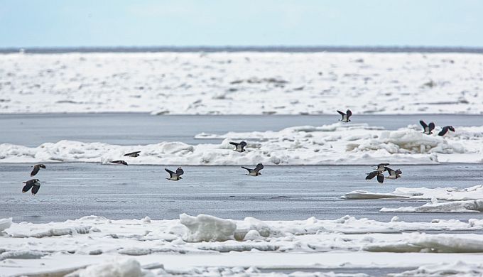 Kiivitajate rändeparv