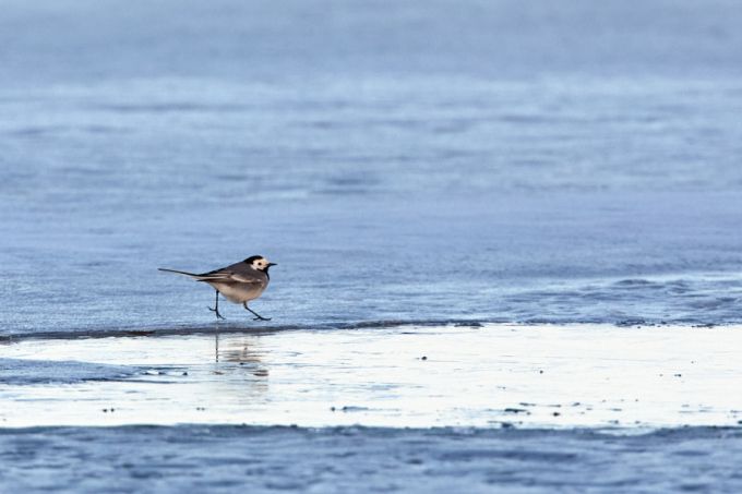 Jäälõhkuja