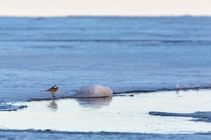Jäälõhkuja 