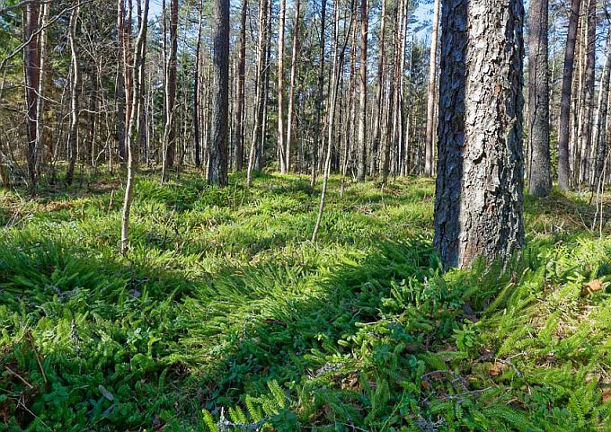 Metsise endine mängukoht